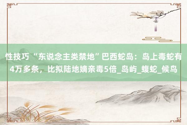 性技巧 “东说念主类禁地”巴西蛇岛：岛上毒蛇有4万多条，比拟陆地嫡亲毒5倍_岛屿_蝮蛇_候鸟